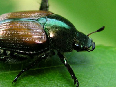Beetles | Pest Control Services | Innovative Pest Solutions