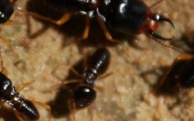 pictures of termites