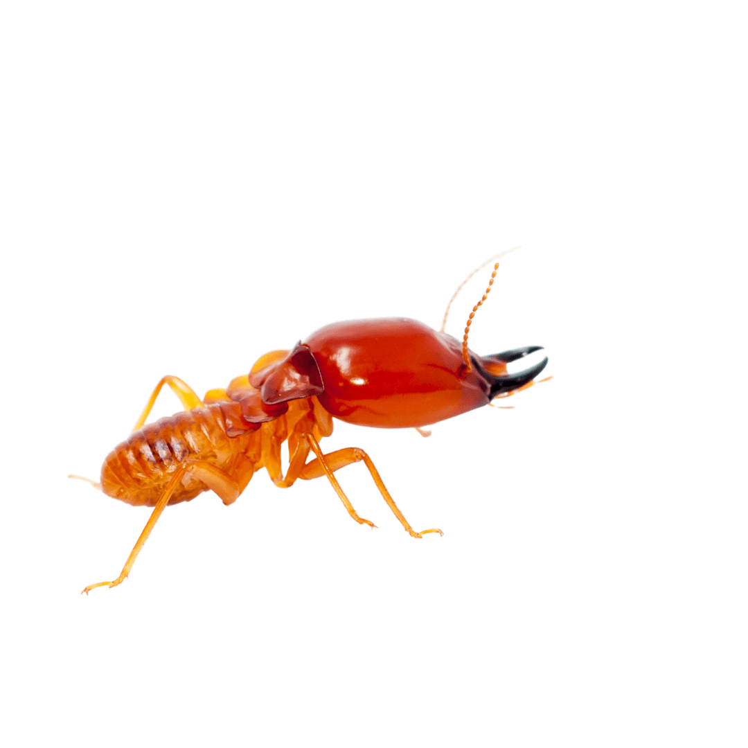 Termites | Innovative Pest Solutions